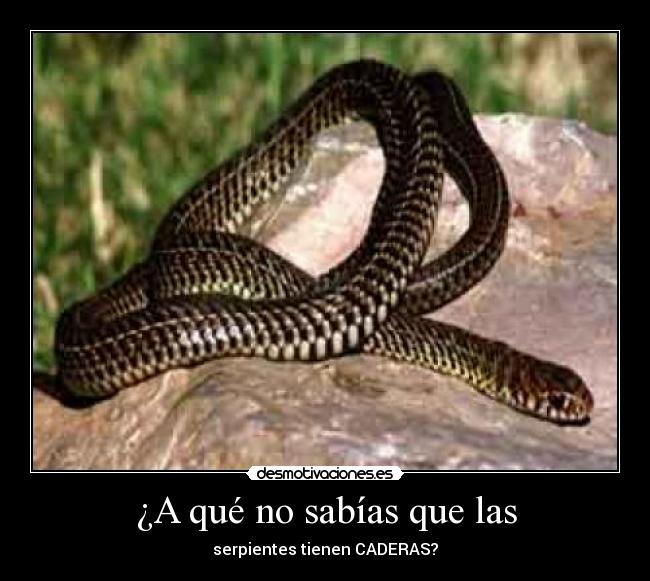 ¿A qué no sabías que las - 