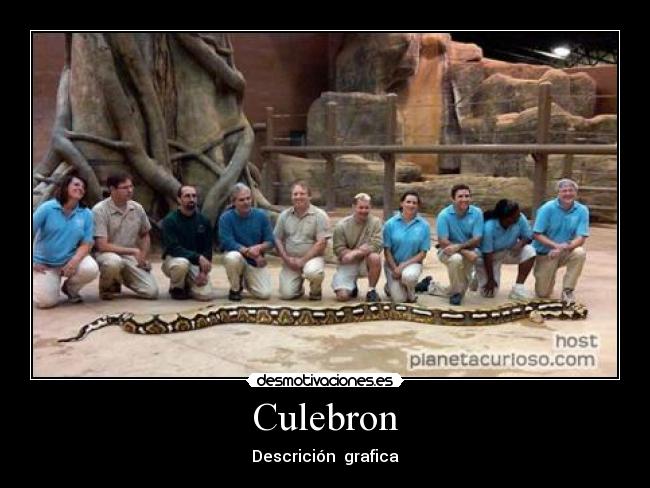 Culebron -