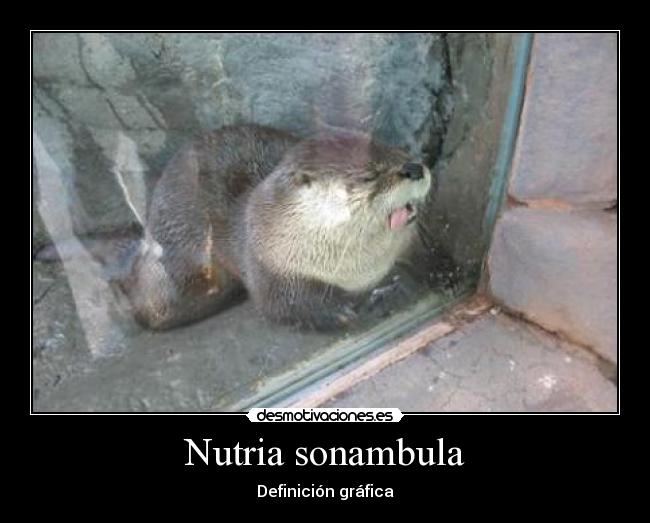 Nutria sonambula - 