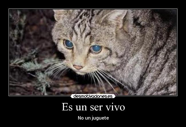 Es un ser vivo - No un juguete