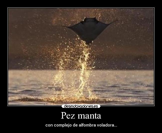 carteles pez manta desmotivaciones