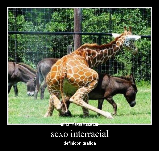 sexo interracial - 