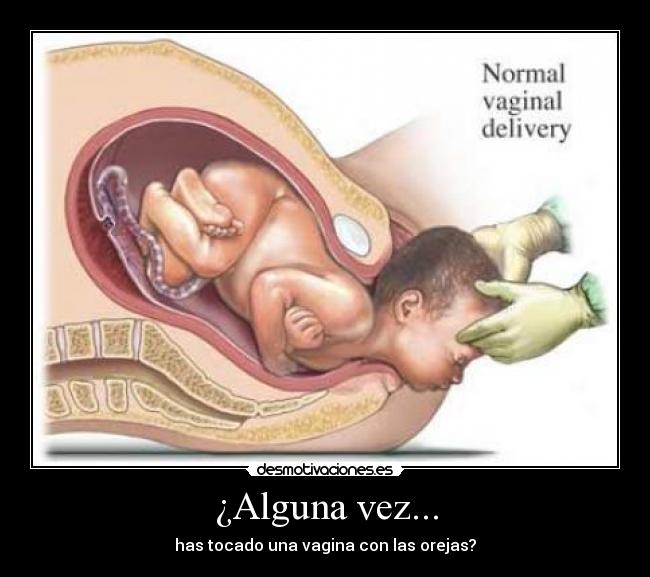 ¿Alguna vez... - has tocado una vagina con las orejas?