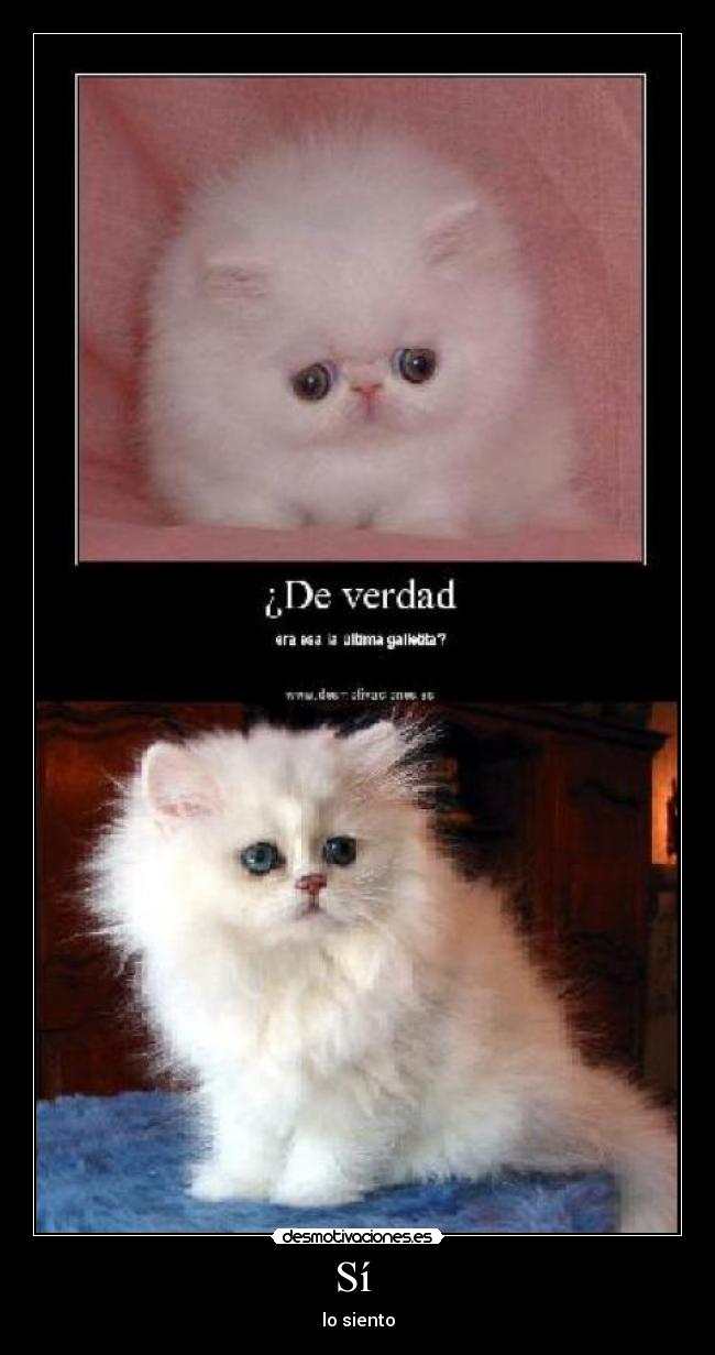 carteles gatosgalleta sorry si siento desmotivaciones