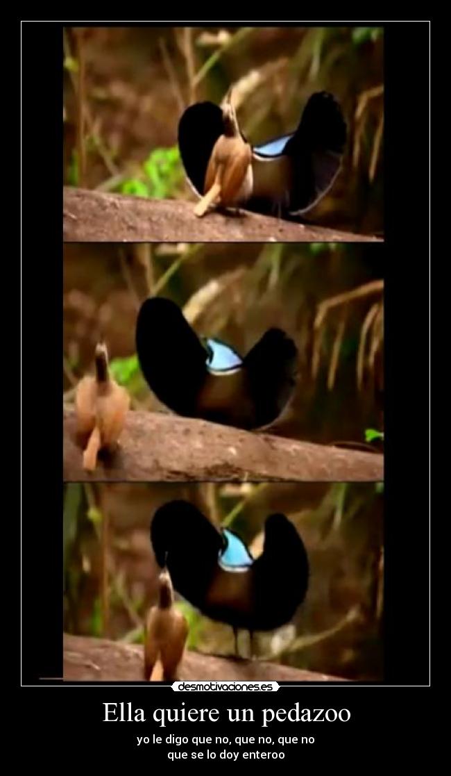 Ella quiere un pedazoo - 