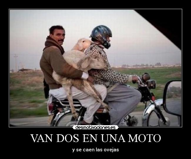 VAN DOS EN UNA MOTO - y se caen las ovejas