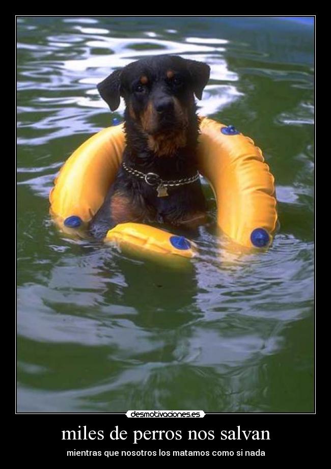 miles de perros nos salvan - mientras que nosotros los matamos como si nada