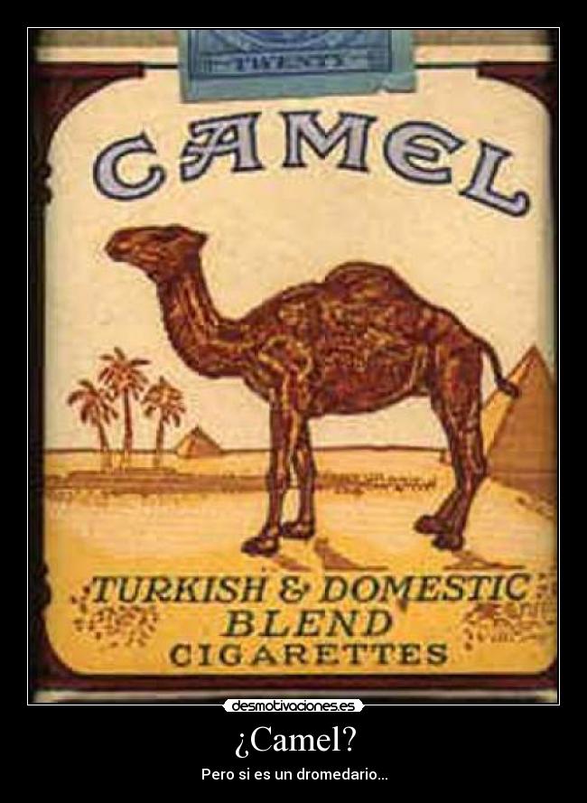 ¿Camel? - Pero si es un dromedario...