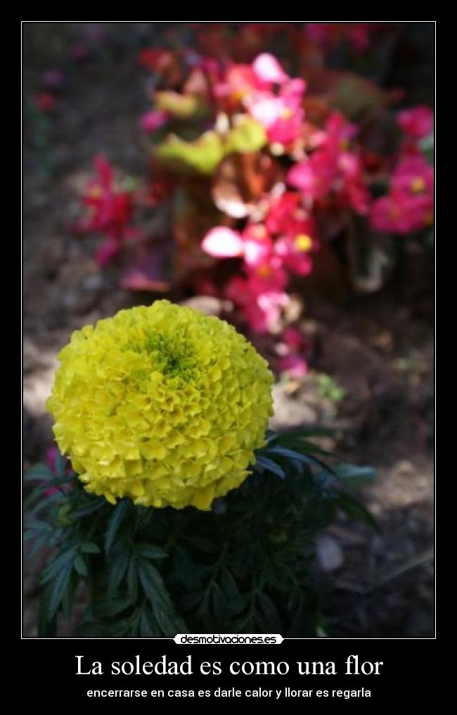 La soledad es como una flor -
