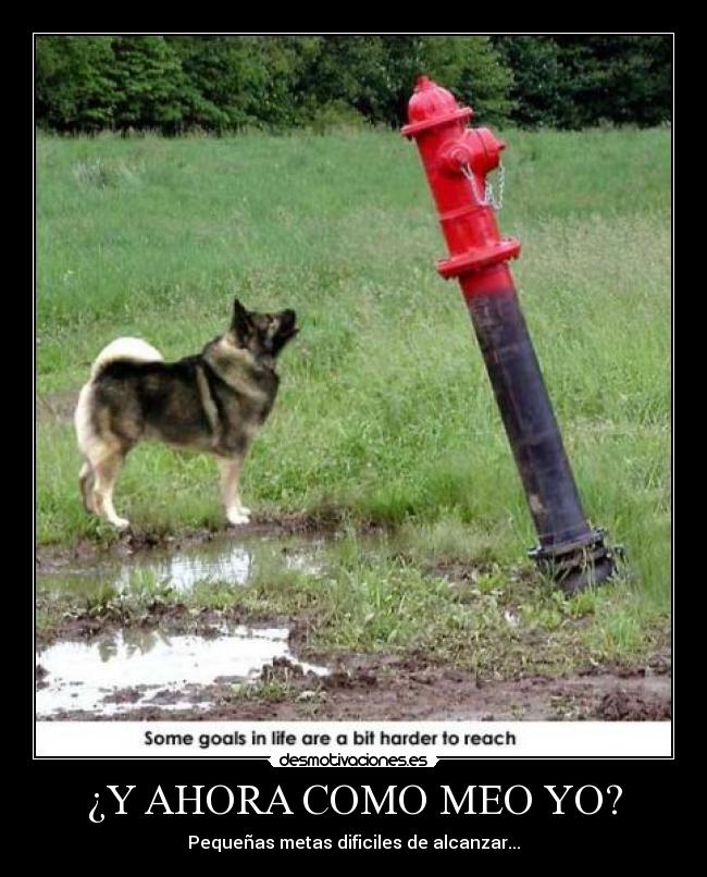 ¿Y AHORA COMO MEO YO? - Pequeñas metas dificiles de alcanzar...