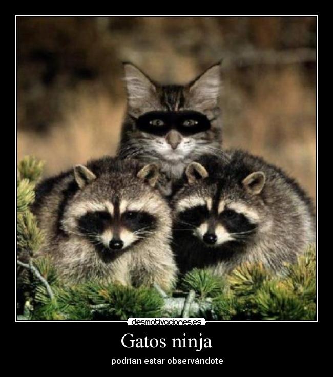 Gatos ninja - podrían estar observándote