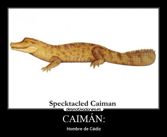 CAIMÁN: - 
