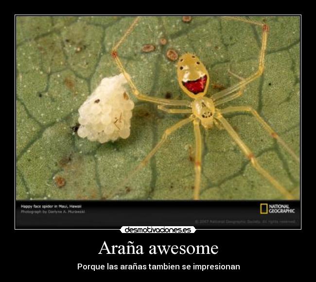 Araña awesome - Porque las arañas tambien se impresionan