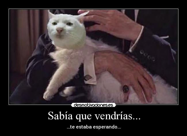 Sabía que vendrías... - ...te estaba esperando...