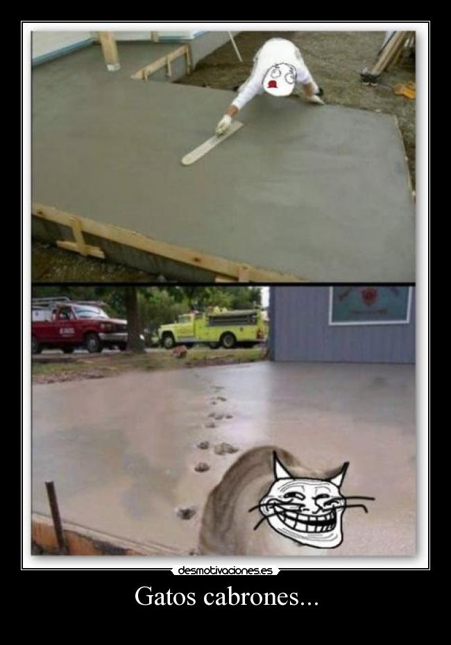 Gatos cabrones... -