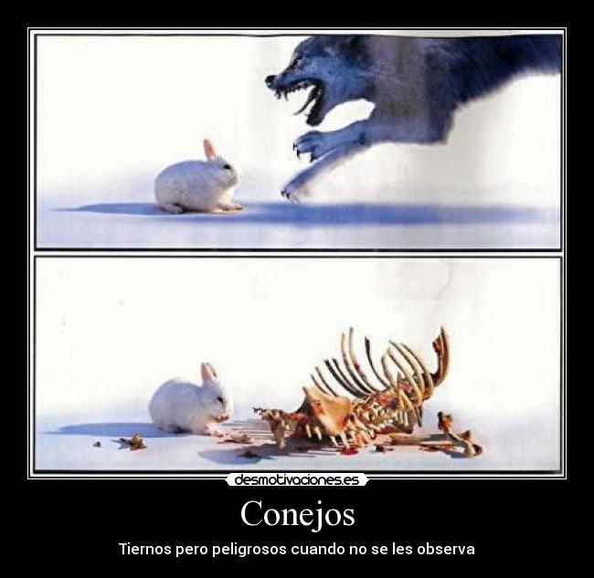 Conejos - Tiernos pero peligrosos cuando no se les observa