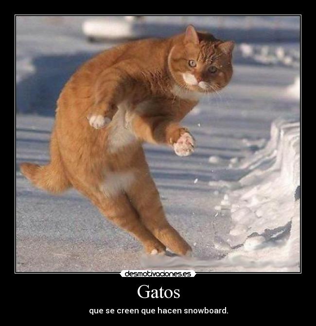 Gatos - que se creen que hacen snowboard.