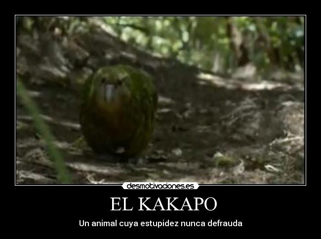  EL KAKAPO - Un animal cuya estupidez nunca defrauda