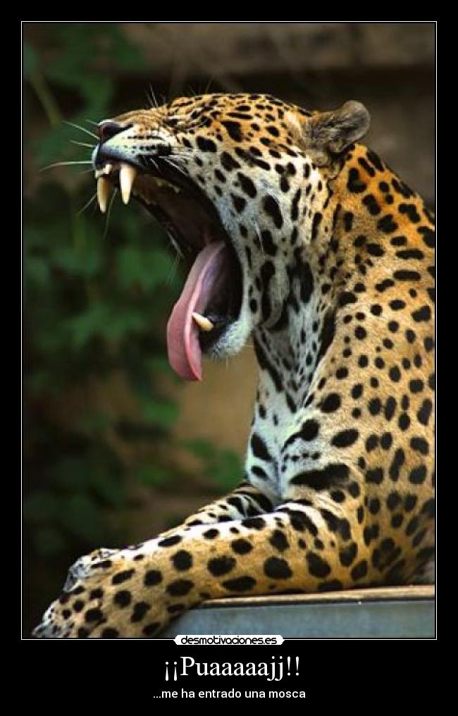 ¡¡Puaaaaajj!! -