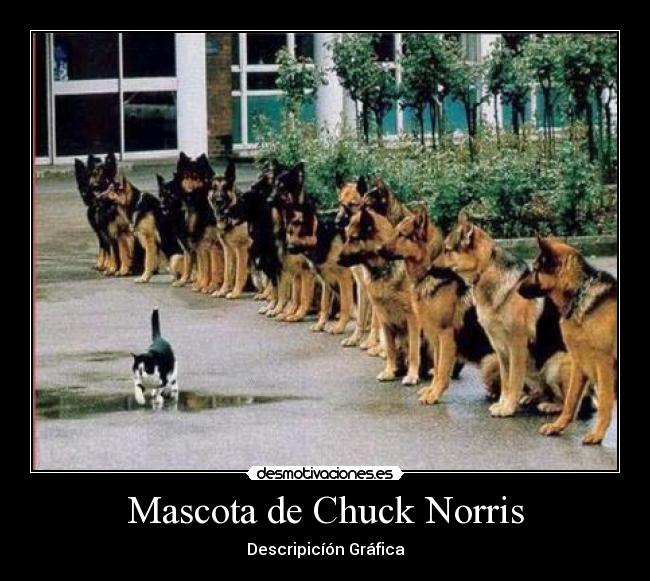 Mascota de Chuck Norris - 