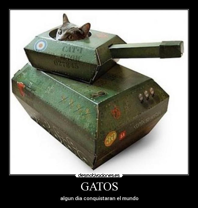 GATOS - algun dia conquistaran el mundo