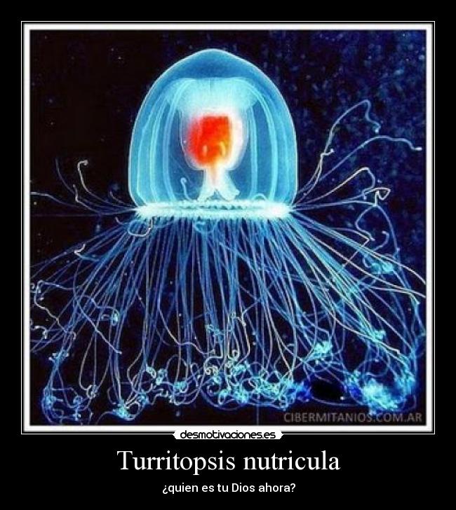 Turritopsis nutricula - ¿quien es tu Dios ahora?