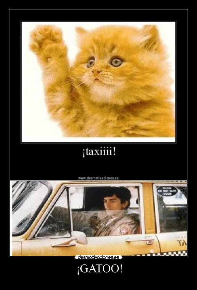 ¡GATOO! - 
