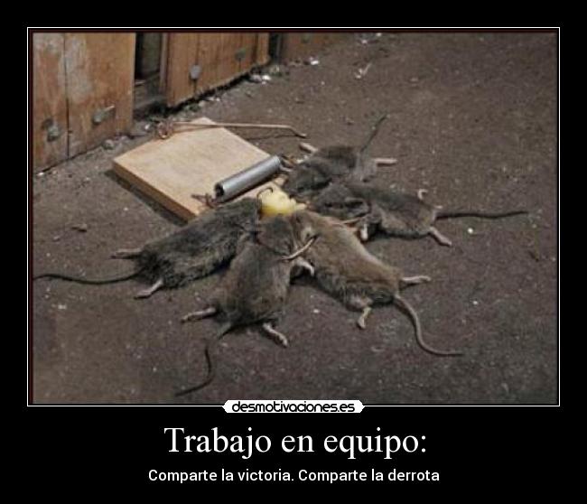 Trabajo en equipo: -