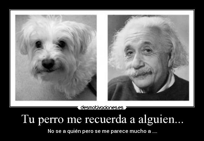 Tu perro me recuerda a alguien... - No se a quién pero se me parece mucho a ....
