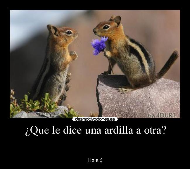 ¿Que le dice una ardilla a otra? - 