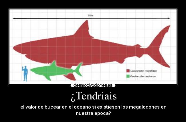 ¿Tendriais - el valor de bucear en el oceano si existiesen los megalodones en nuestra epoca?