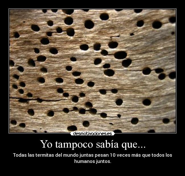 Yo tampoco sabía que... -