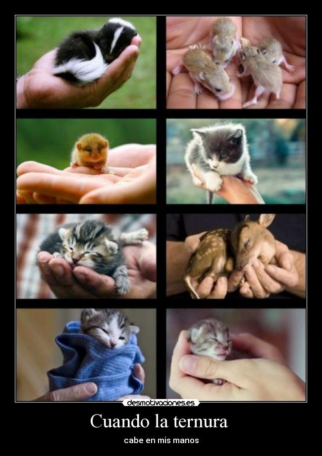 Cuando la ternura -