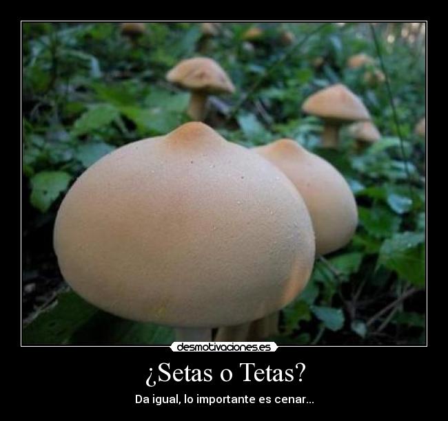 ¿Setas o Tetas? - 