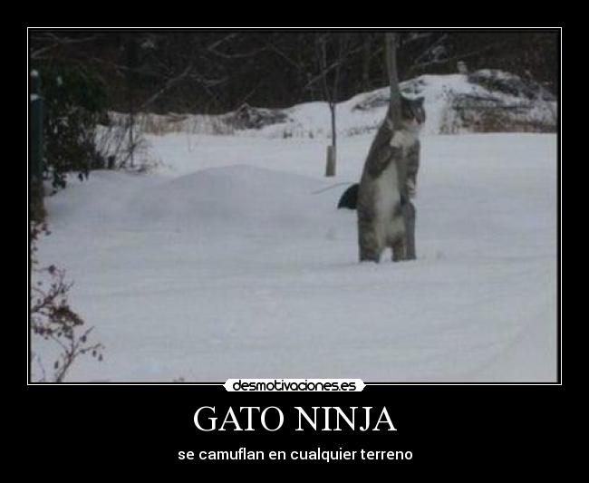 GATO NINJA -