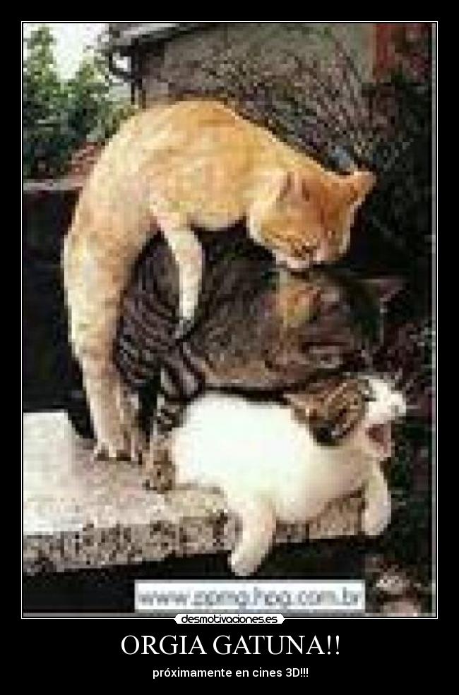 ORGIA GATUNA!! - próximamente en cines 3D!!!