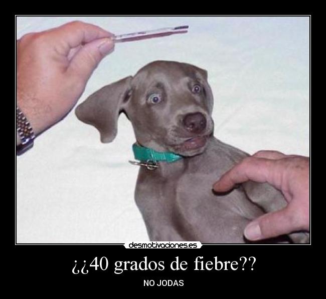 ¿¿40 grados de fiebre?? - NO JODAS