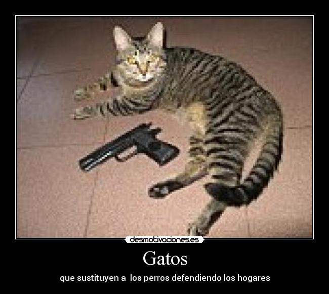Gatos - 