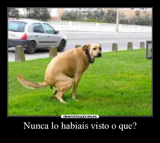 Nunca lo habiais visto o que? - 