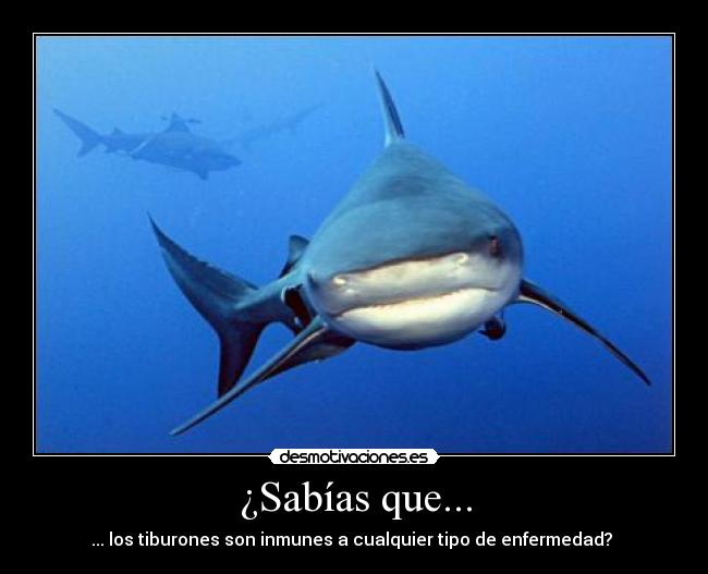 ¿Sabías que... - 