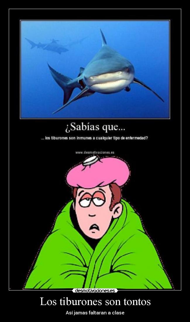 Los tiburones son tontos -