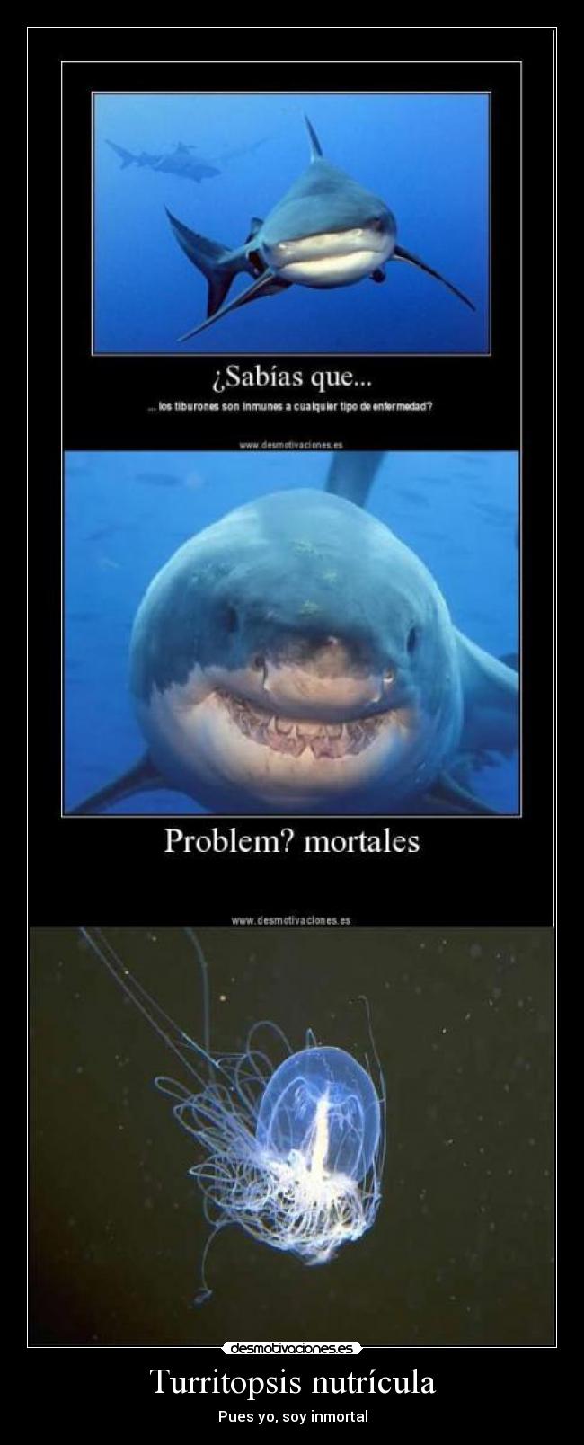 Turritopsis nutrícula -