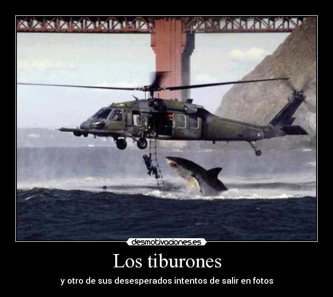 carteles tiburones desmotivaciones