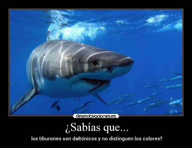 ¿Sabías que... -  los tiburones son daltónicos y no distinguen los colores?