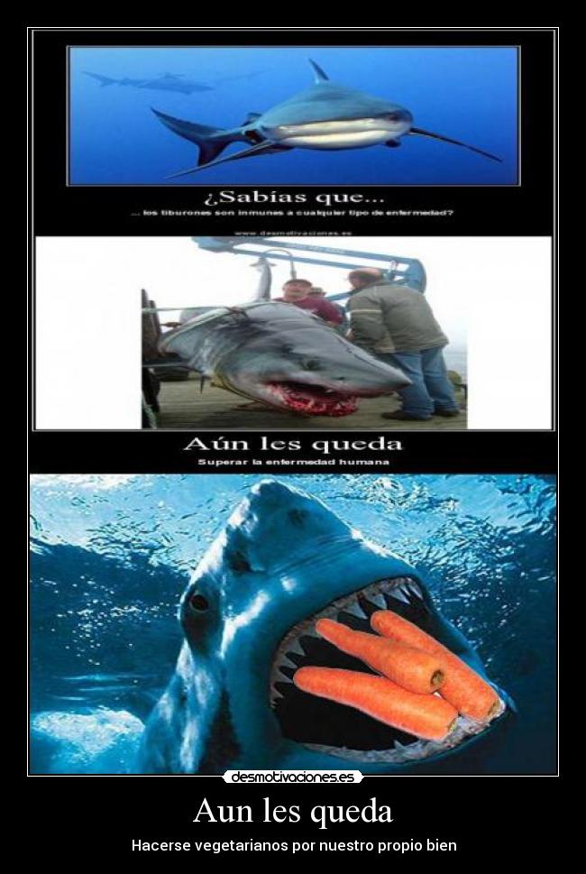 carteles tiburones desmotivaciones