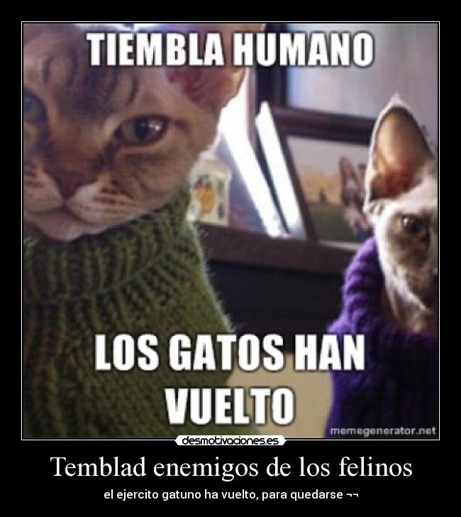 Temblad enemigos de los felinos -