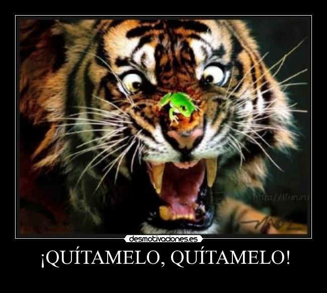 carteles tigre rana quitamelo asustado desmotivaciones