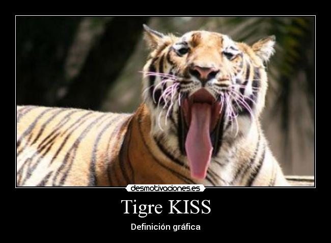 Tigre KISS - 