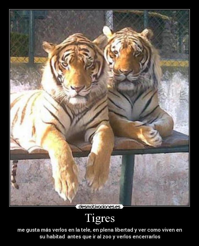 Tigres -