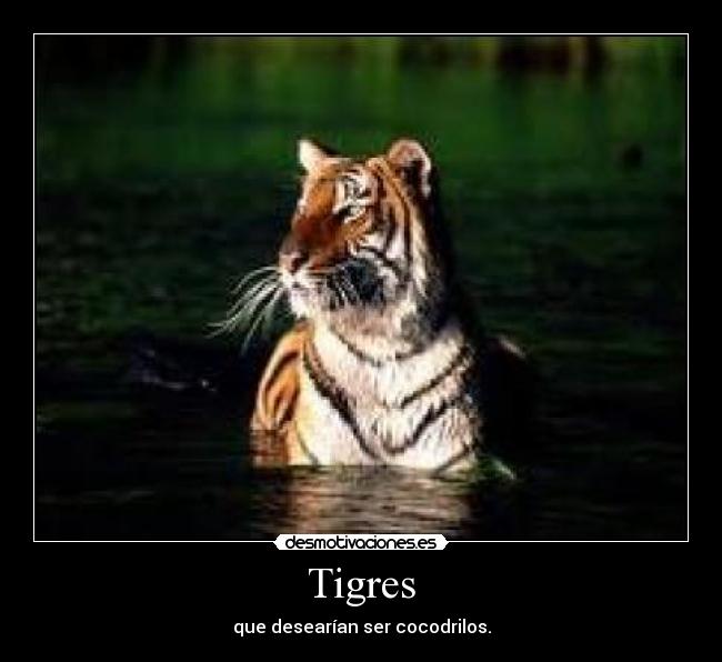 Tigres -